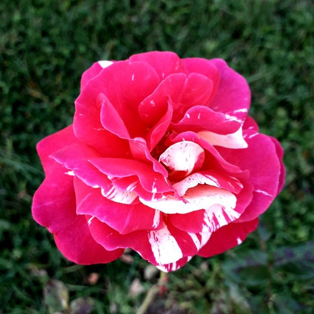  - TRANDAFIRI_2019_2020_2024