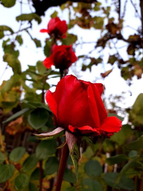  - TRANDAFIRI_2019_2020_2024