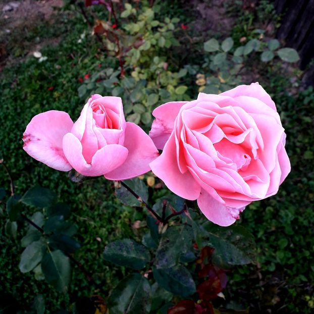  - TRANDAFIRI_2019_2020_2024