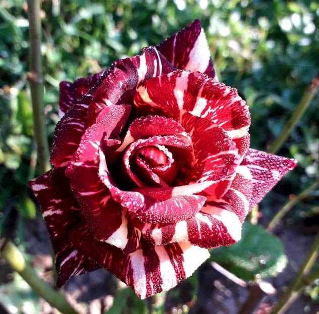  - TRANDAFIRI_2019_2020_2024