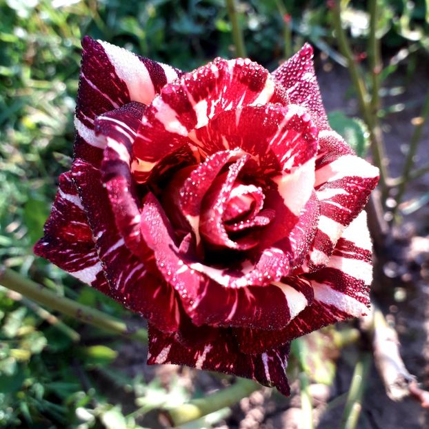  - TRANDAFIRI_2019_2020_2024