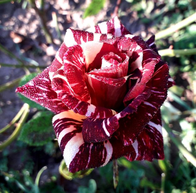  - TRANDAFIRI_2019_2020_2024