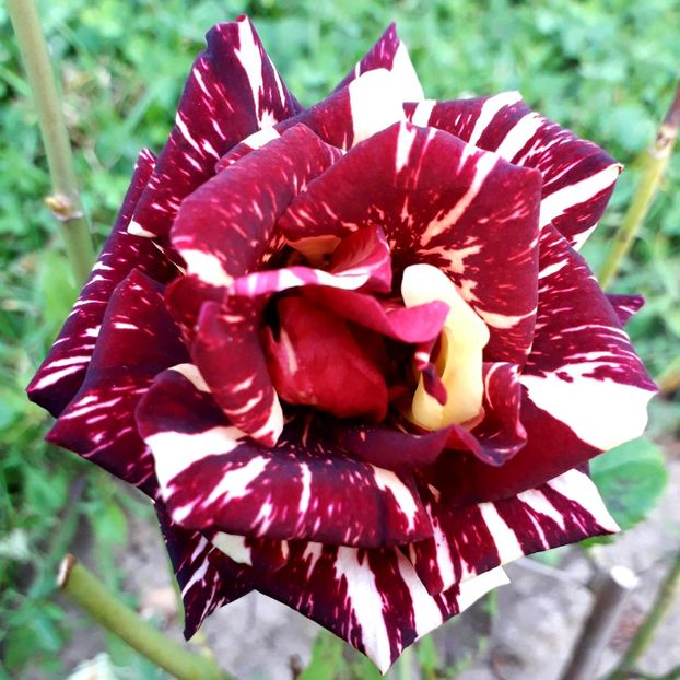  - TRANDAFIRI_2019_2020_2024