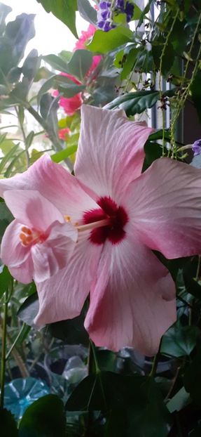  - Hibiscus 2015-2024