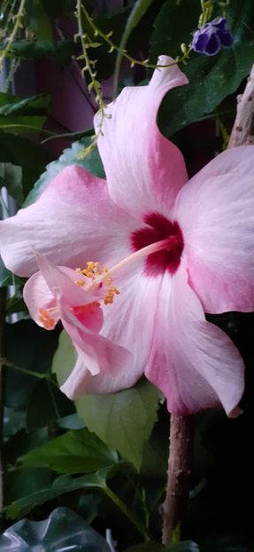  - Hibiscus 2015-2024