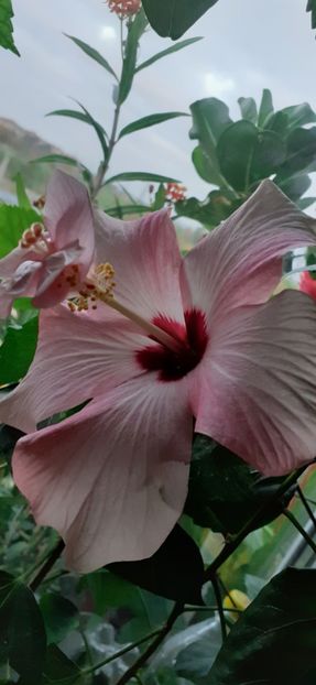  - Hibiscus 2015-2024