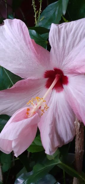  - Hibiscus 2015-2024