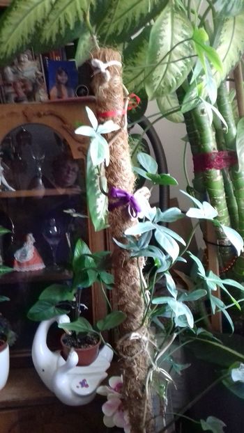  - 003-1 Philodendron
