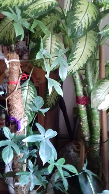  - 003-1 Philodendron