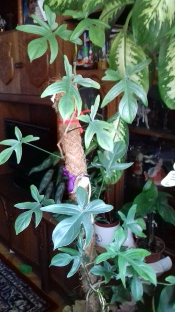  - 003-1 Philodendron