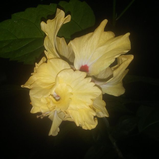  - hibiscus El Capitolio Sport Of Sports