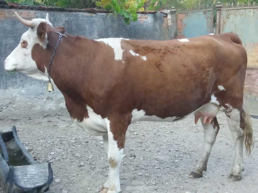 IMG-20191018-WA0012 - Vaca de vanzare