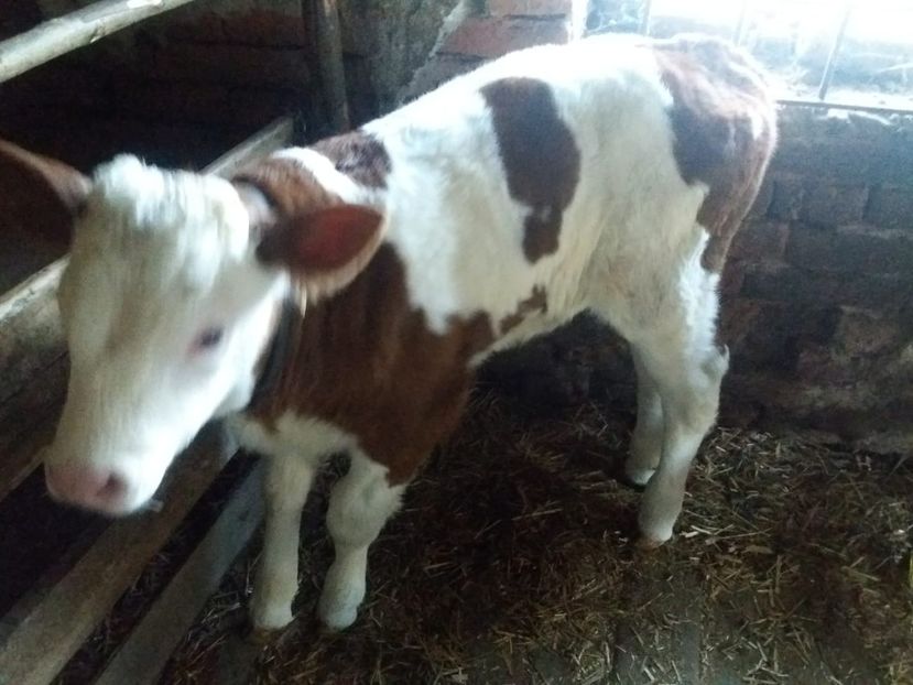 IMG-20191018-WA0015 - Vaca de vanzare
