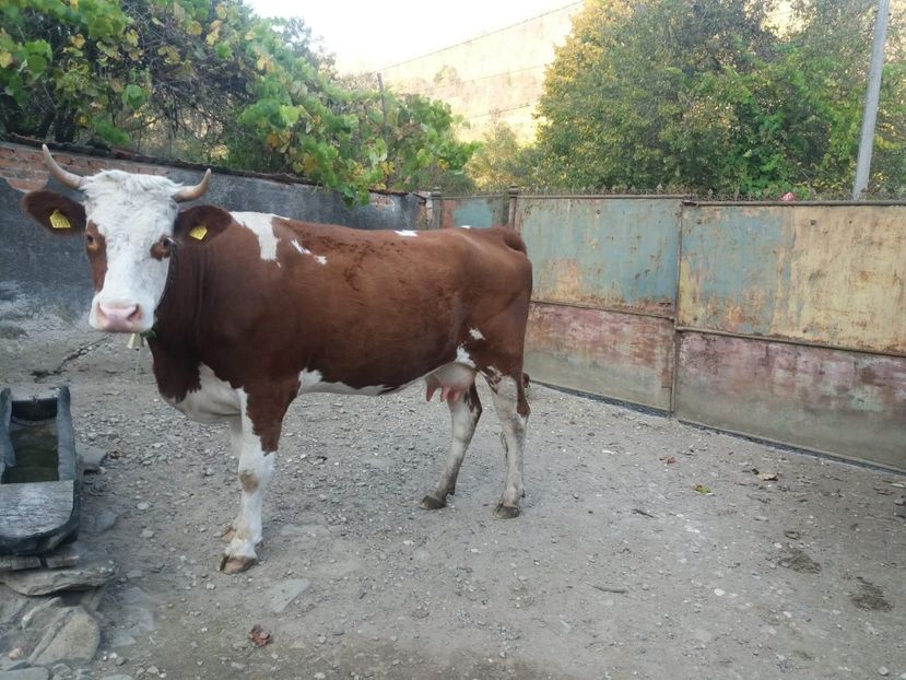 IMG-20191018-WA0009 - Vaca de vanzare