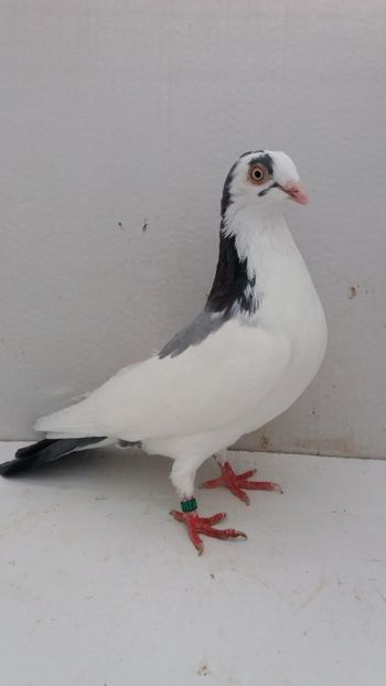 F 2019 - Por galateni jucatori