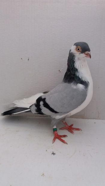 M 2019 100buc - Por galateni jucatori