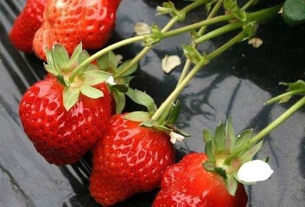 capsuni rod continuu - b Comenzi plante copaci 2018 2019