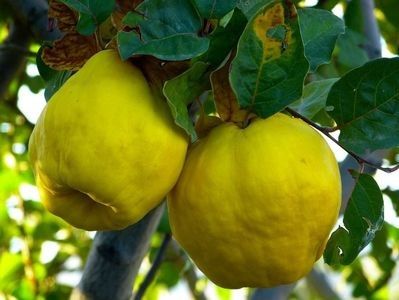 gutui romanesc - b Comenzi plante copaci 2018 2019