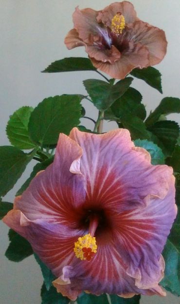  - Hibiscus Luck by Chance