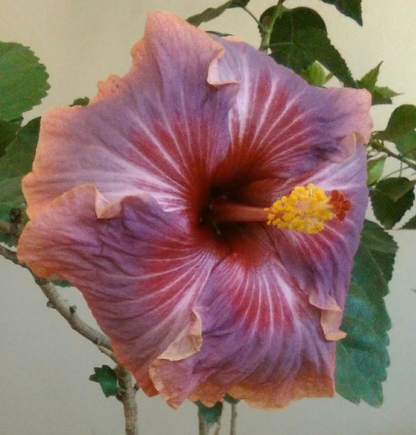  - Hibiscus Luck by Chance