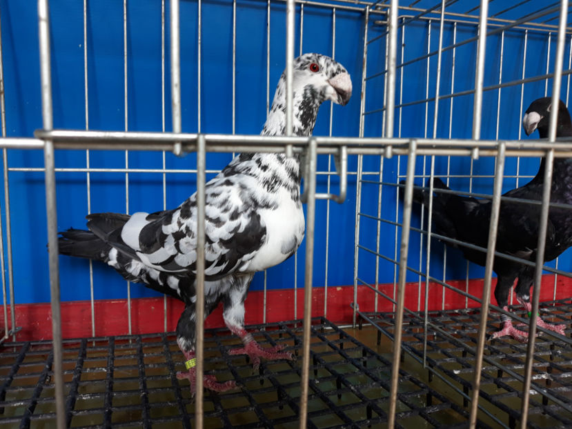  - GERMANI BOBATI SI LA GRAMADA