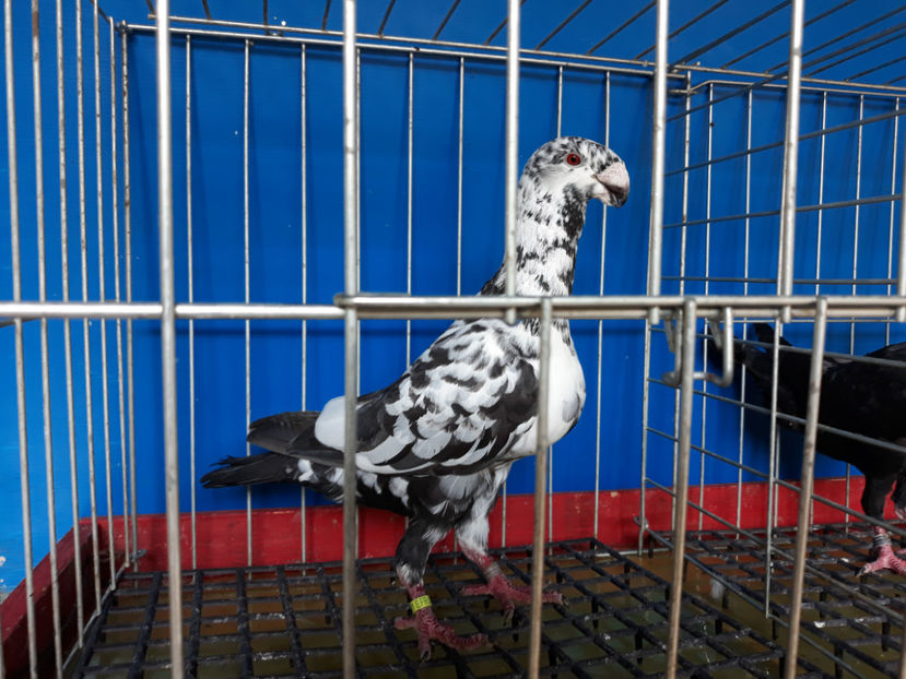  - GERMANI BOBATI SI LA GRAMADA