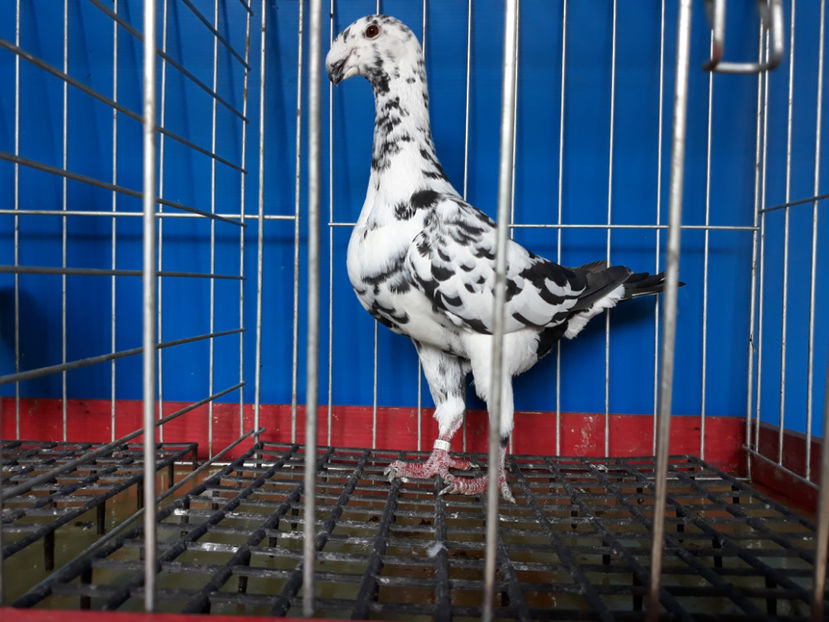  - GERMANI BOBATI SI LA GRAMADA