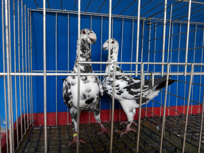  - GERMANI BOBATI SI LA GRAMADA