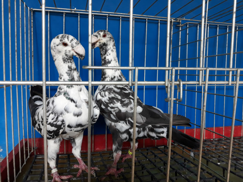  - GERMANI BOBATI SI LA GRAMADA