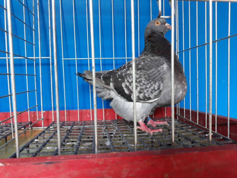  - A TEXANI 2019 PUI SI MATURI