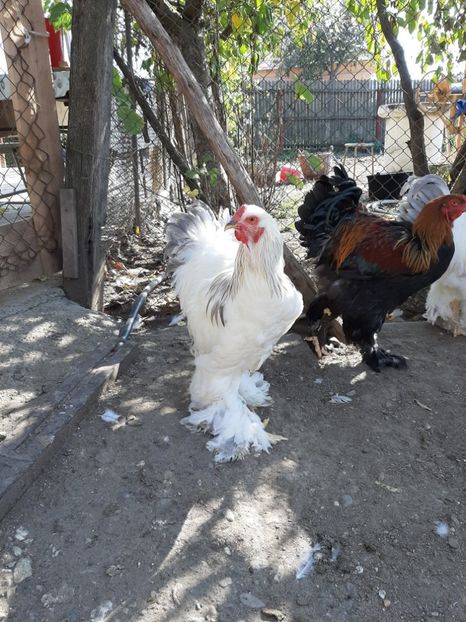  - Tineret 2019