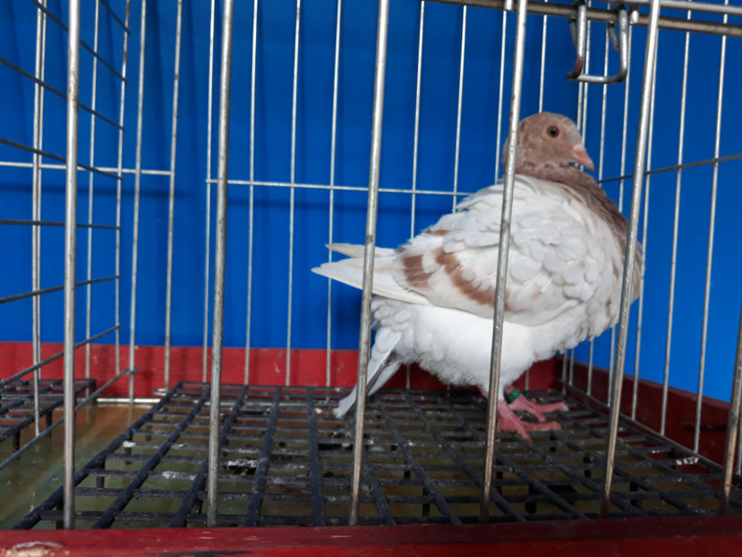  - A TEXANI 2019 PUI SI MATURI