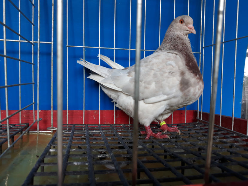 20190810_182251(0) - A TEXANI 2019 PUI SI MATURI