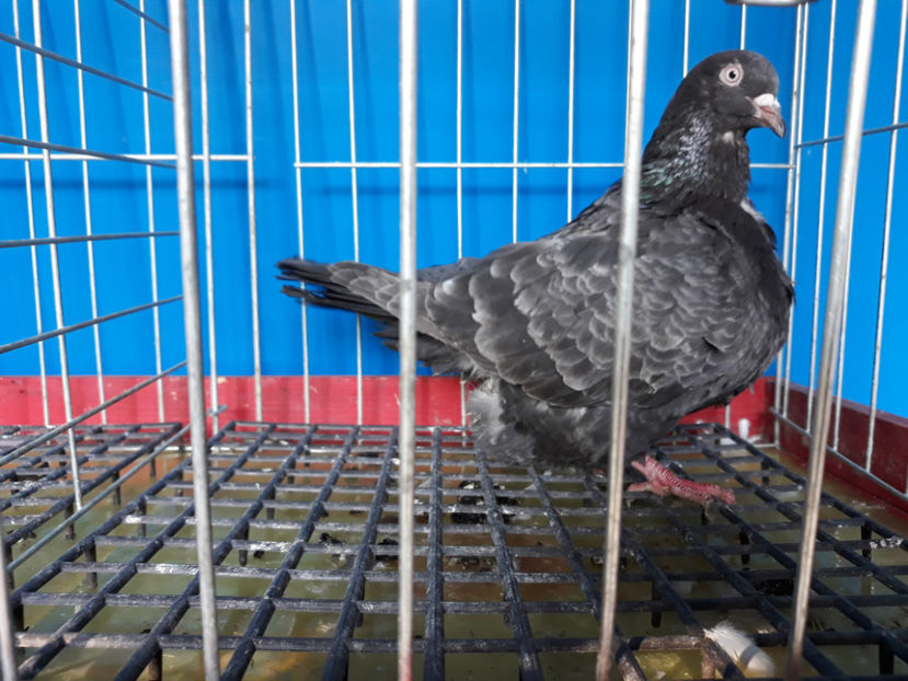 20190810_182424(0) - A TEXANI 2019 PUI SI MATURI