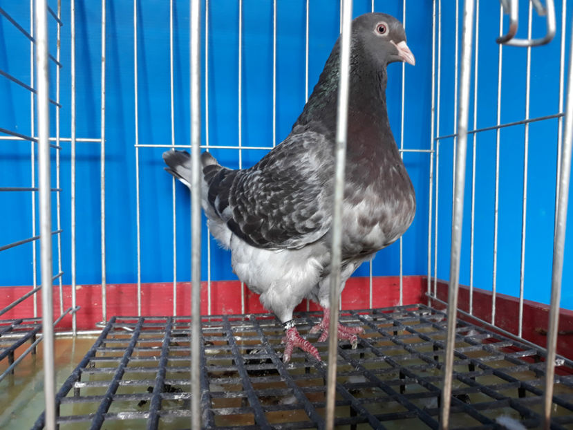  - A TEXANI 2019 PUI SI MATURI