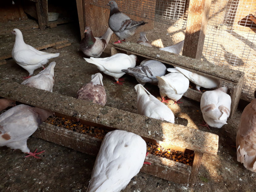  - A TEXANI 2019 PUI SI MATURI