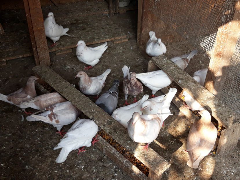  - A TEXANI 2019 PUI SI MATURI