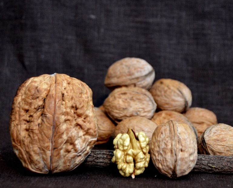 soi-de-nuci-uriase-Carpatica-Ovata - Nuci Gigant