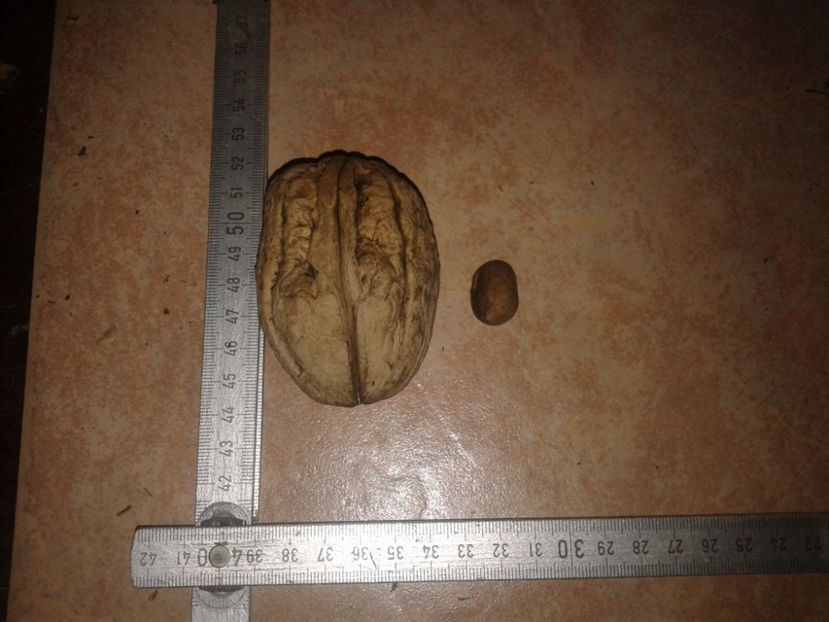 886911_940063509403677_5927590601283077286_o - Nuci Gigant