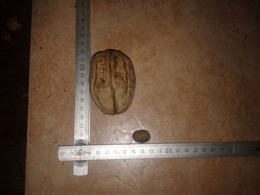 1933442_940063442737017_6545087790062796700_o - Nuci Gigant