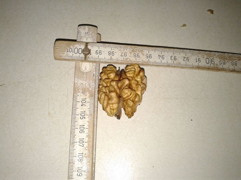 10989126_907145536028808_2120988493455548995_o - Nuci Gigant