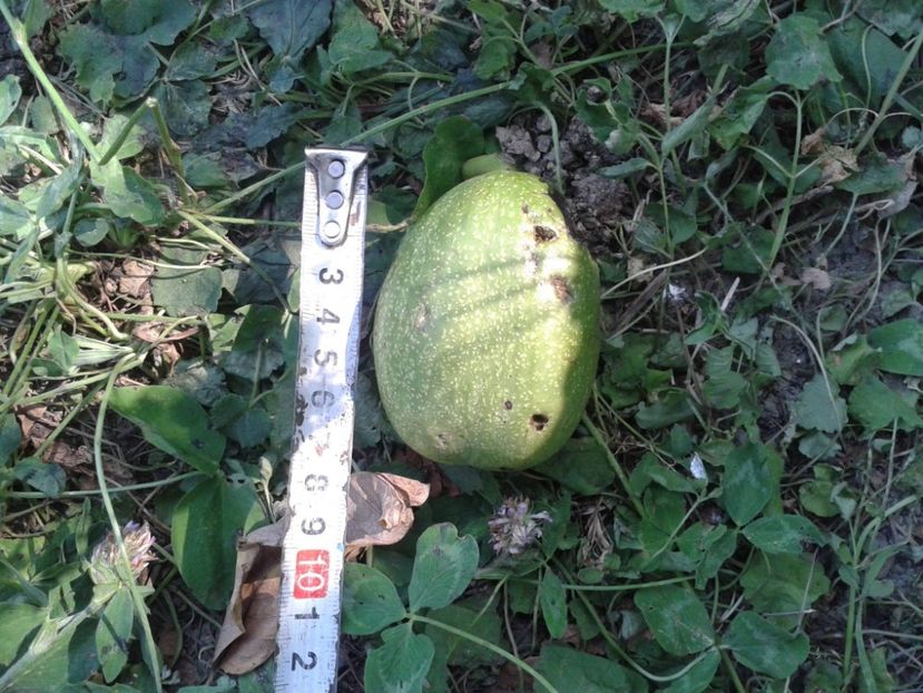 11875051_879182428825119_6169327886086816619_o - Nuci Gigant