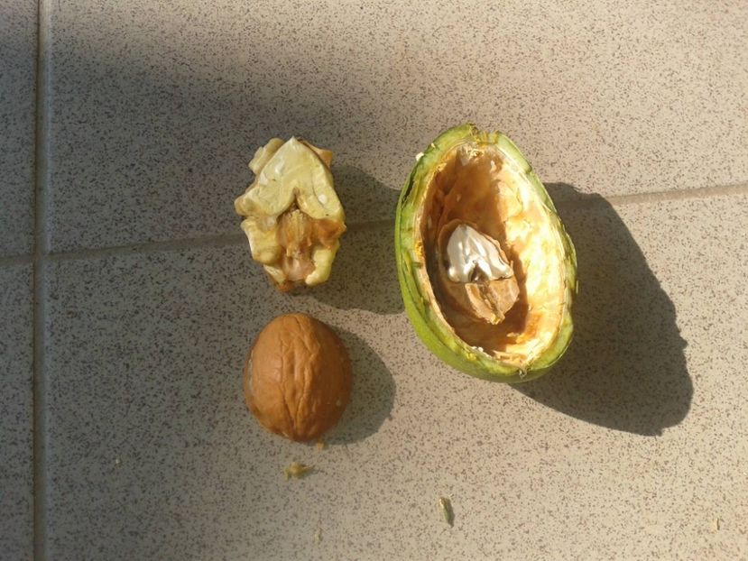 11875092_884508994959129_2573969204611262301_o - Nuci Gigant