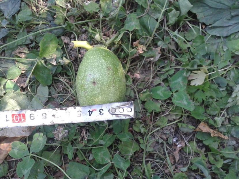 11895040_879182482158447_6991381636394080855_o - Nuci Gigant