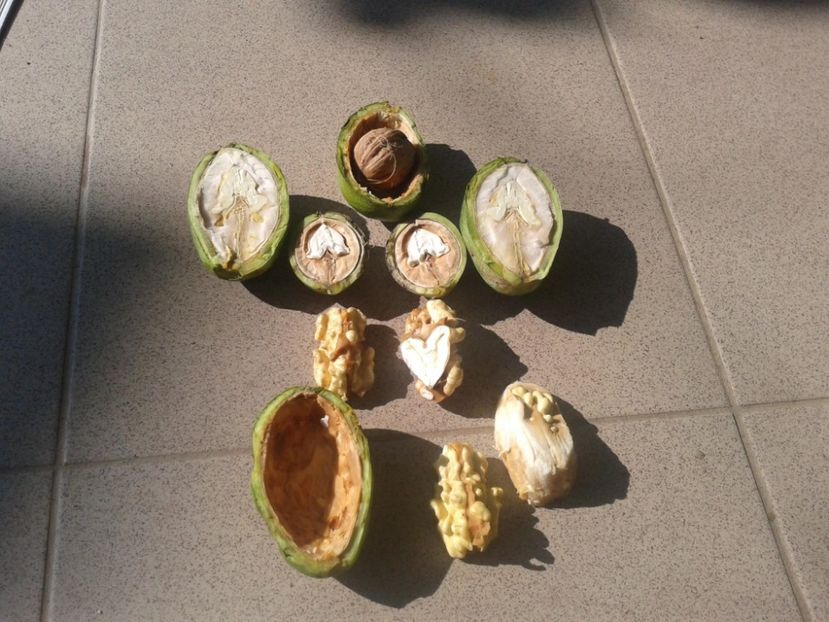 11915122_884509144959114_1189882798340264163_o - Nuci Gigant