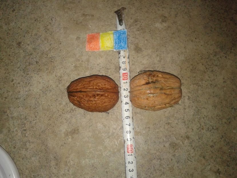 12015236_898283203581708_3251220318504977232_o - Nuci Gigant