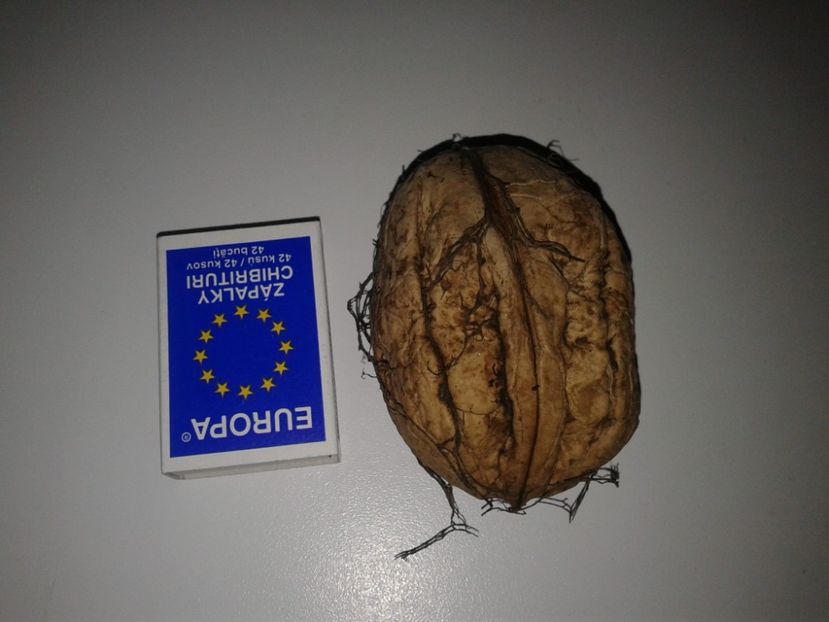 12032679_901355406607821_8173965277332527562_o - Nuci Gigant