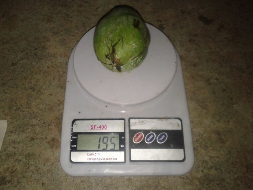 12079921_898283123581716_2293977668084397035_o - Nuci Gigant