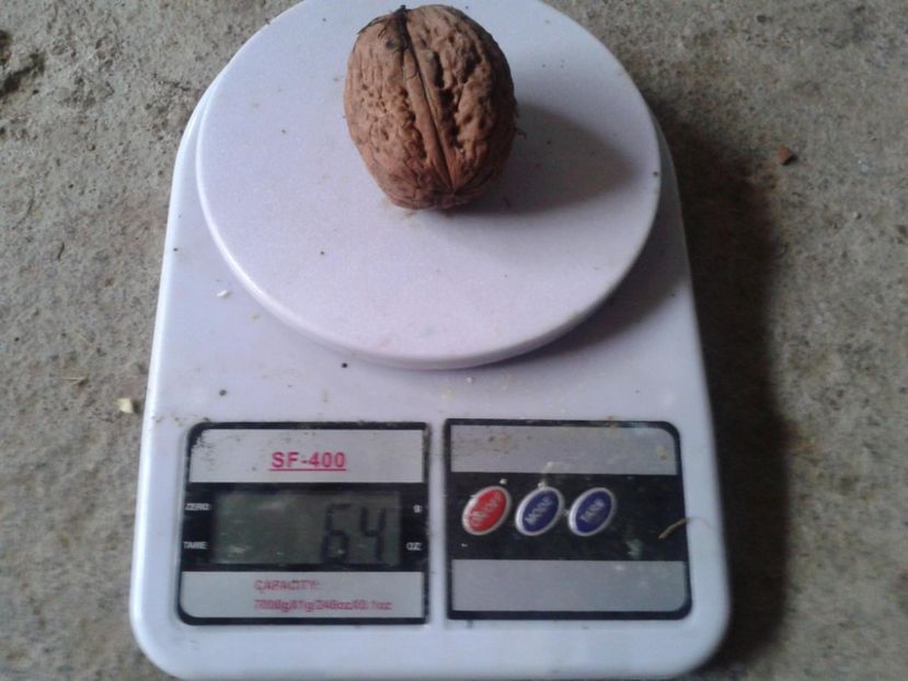 12080185_898320780244617_8118402446359254855_o - Nuci Gigant