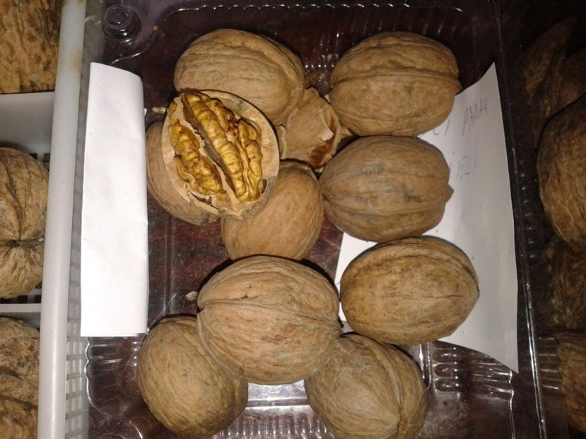 12095144_922007914542570_6214093366006489689_o - Nuci Gigant